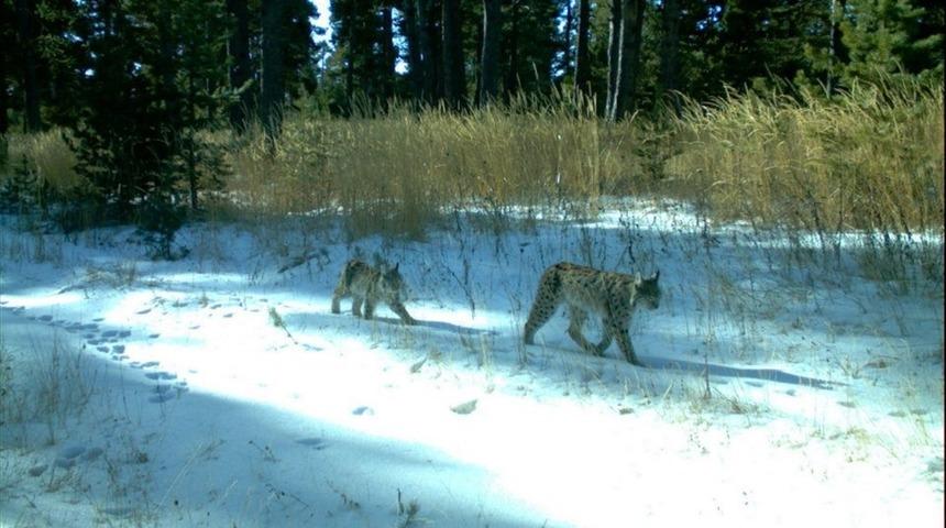 Gece avlandığı i&ccedil;in g&ouml;r&uuml;nt&uuml;lenmesi &ccedil;ok zor! T&uuml;rkiye'de g&ouml;r&uuml;nt&uuml;lendi 