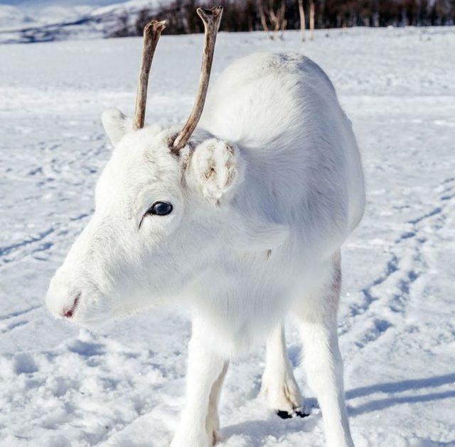 _104621342_cropped_caters_rare_white_baby_reindeer_04--1