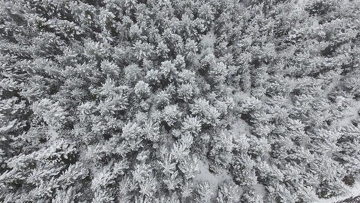 Kastamonu ormanlarında "beyaz örtü"nün görsel şöleni  G2