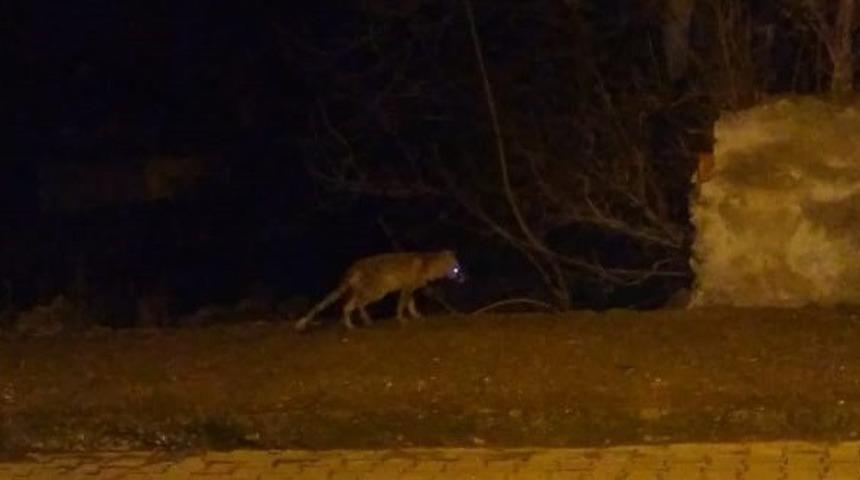 Ormanda a&ccedil; kalan tilki il&ccedil;e&rsquo;ye indi