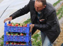 Köprübaşılı çiftçinin yüzünü 'kış çileği' güldürdü