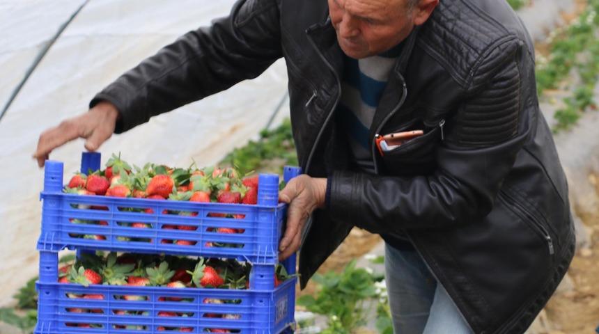 Köprübaşılı çiftçinin yüzünü 'kış çileği' güldürdü