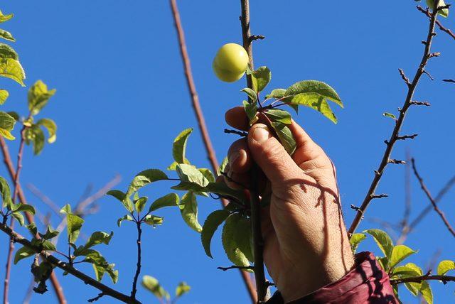 Aralıkta meyve veren ağaçtaki eriği aşeren komşusu için topladı