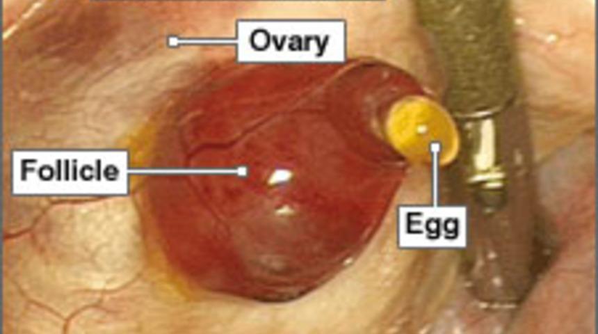 Yumurta Hakkında Her Şey