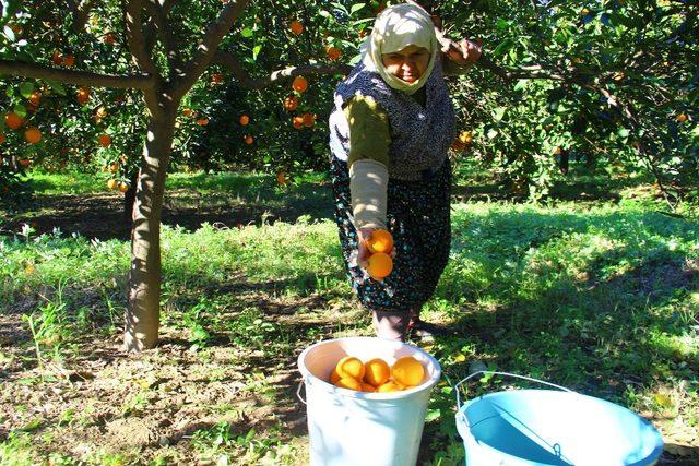 Aydın’da portakal hasadı başladı