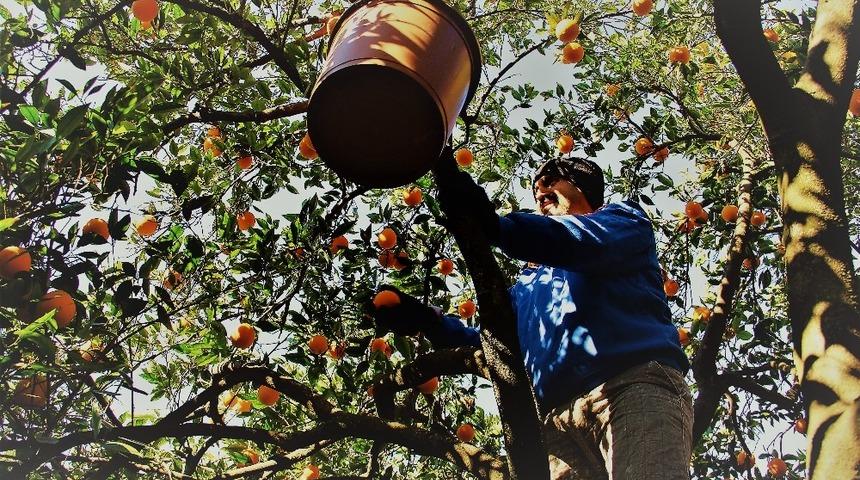 Aydın&rsquo;da portakal hasadı başladı