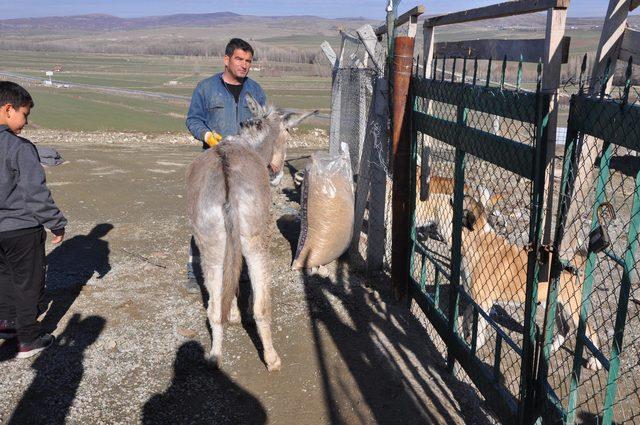 Yaralı eşeğe sahip çıktılar