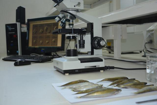 Karadeniz'deki 2 balık türünde hastalık yapan parazit tespit edildi