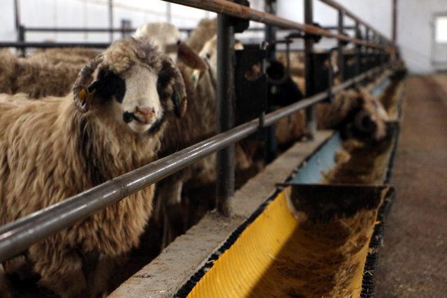 Karadeniz'in ilk damızlık koç ve teke üretim merkezi Tokat'ta açıldı