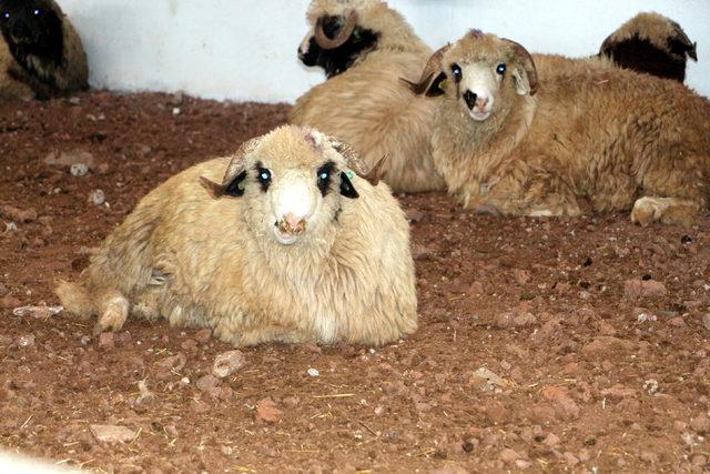 Karadeniz'in ilk damızlık koç ve teke üretim merkezi Tokat'ta açıldı