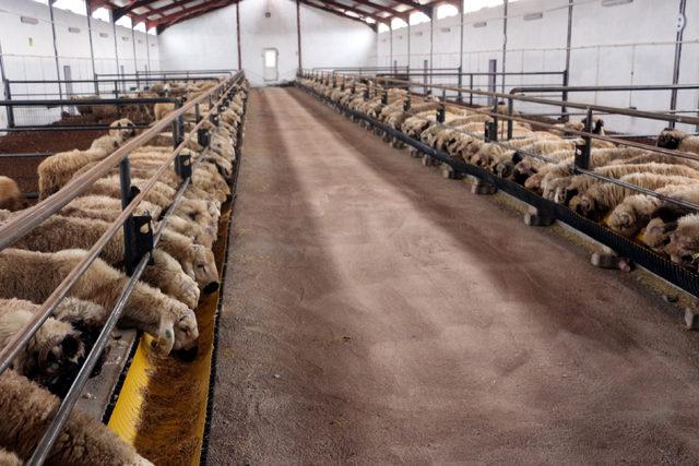 Karadeniz'in ilk damızlık koç ve teke üretim merkezi Tokat'ta açıldı