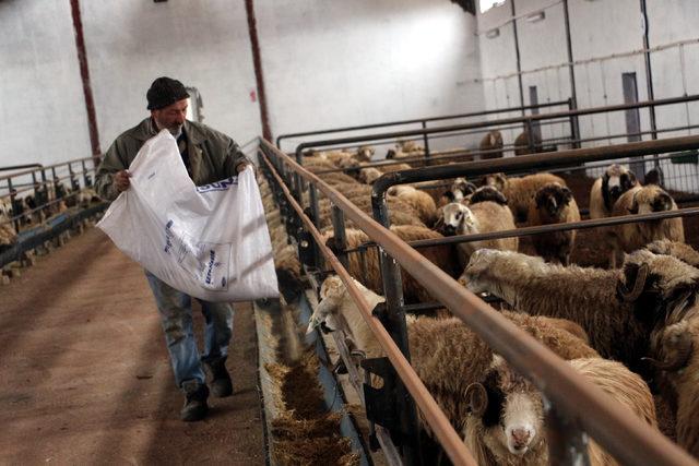 Karadeniz'in ilk damızlık koç ve teke üretim merkezi Tokat'ta açıldı