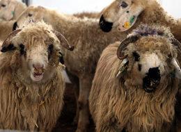 Karadeniz'in ilk damızlık koç ve teke üretim merkezi Tokat'ta açıldı