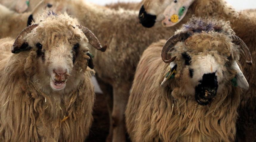 Karadeniz'in ilk damızlık koç ve teke üretim merkezi Tokat'ta açıldı