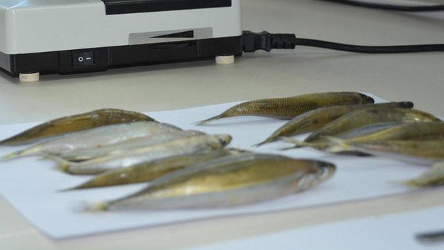 Uzmanlar uyardı! Karadeniz'deki 2 balık türünde parazit tespit edildi