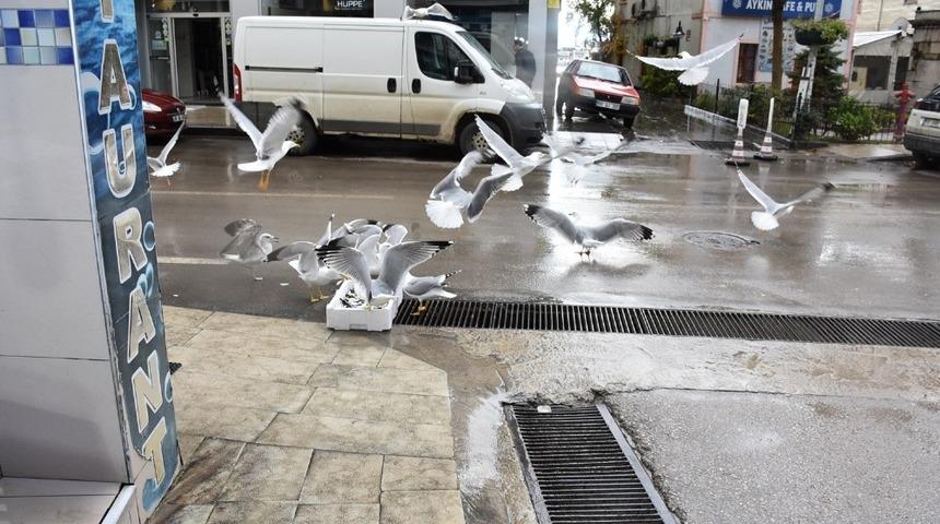 Sinop’ta martıların balık kapma yarışı