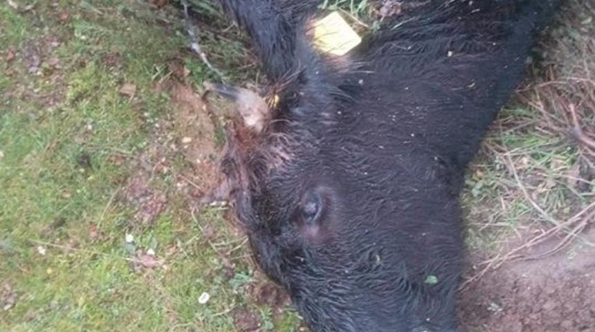 Aydın&rsquo;da bir g&uuml;nde 6 b&uuml;y&uuml;kbaş hayvan &ouml;ld&uuml;