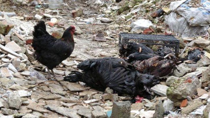 Su bastı, hayvanlar telef oldu  G4