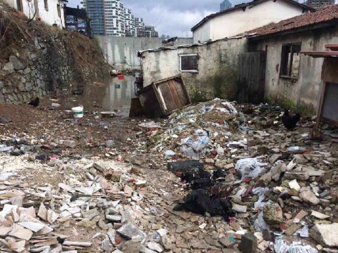 Su bastı, hayvanlar telef oldu 