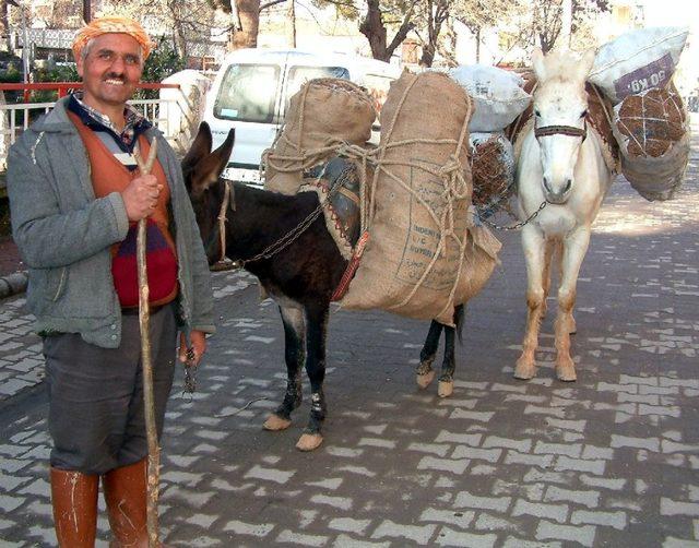 Zeytinde yok yılı  olunca yük hayvanları azat edildi