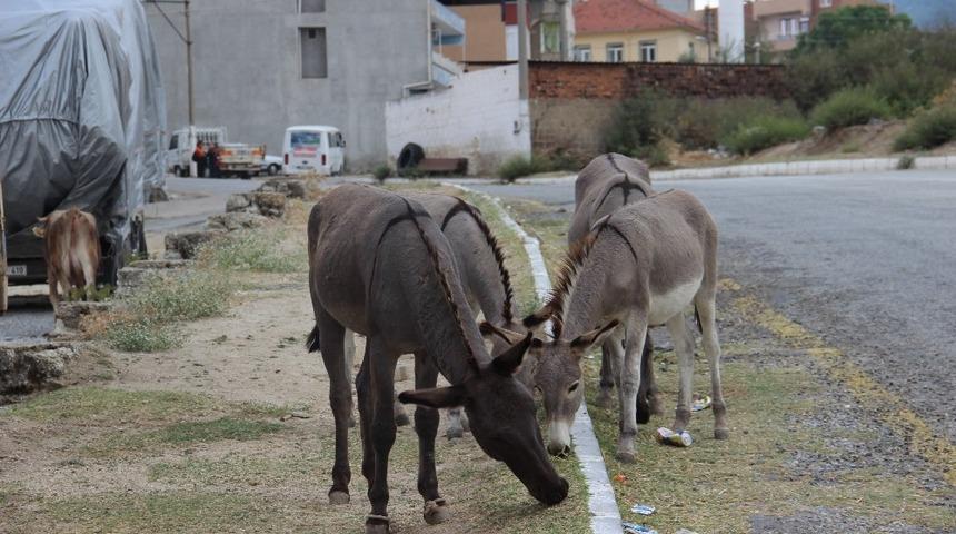 Zeytinde yok yılı  olunca y&uuml;k hayvanları azat edildi
