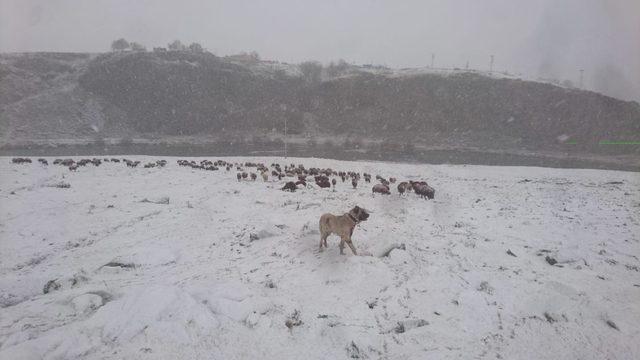 Ardahan’da kar yağışı çobanları zor durumda bıraktı