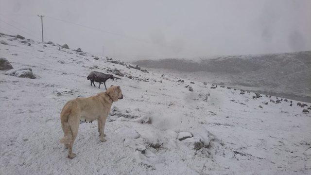 Ardahan’da kar yağışı çobanları zor durumda bıraktı