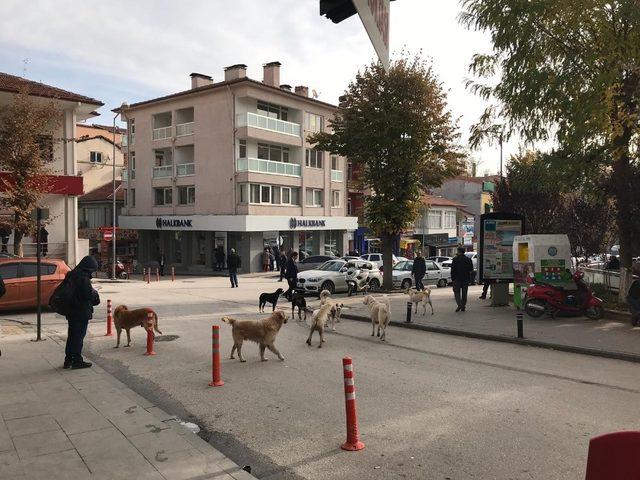 Çarşı göbeğinde sürü halinde gezen başıboş köpekler