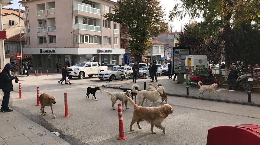 &Ccedil;arşı g&ouml;beğinde s&uuml;r&uuml; halinde gezen başıboş k&ouml;pekler