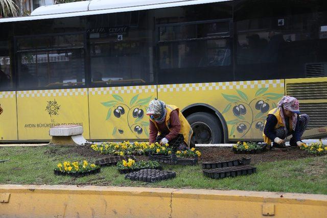 Büyükşehir Aydın’ı kış çiçekleriyle güzelleştiriyor