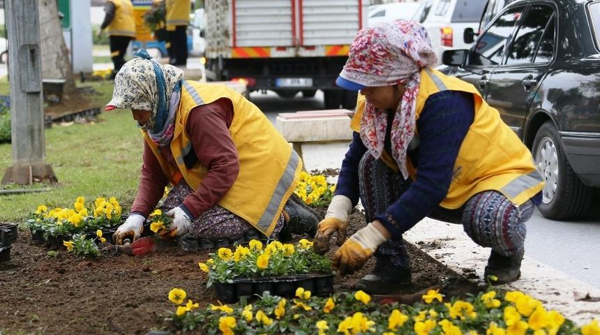Büyükşehir Aydın’ı kış çiçekleriyle güzelleştiriyor