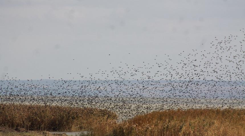 Sığırcık kuşlarından muhteşem dans