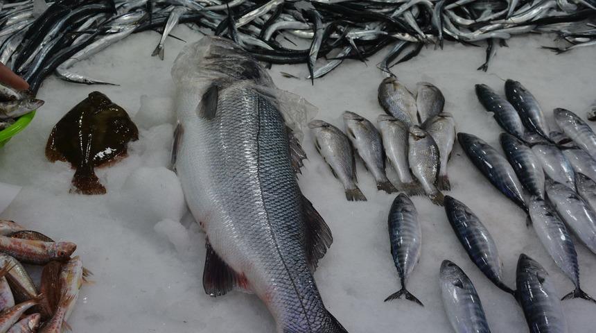 Sinop'ta 10 kiloluk levrek sürprizi