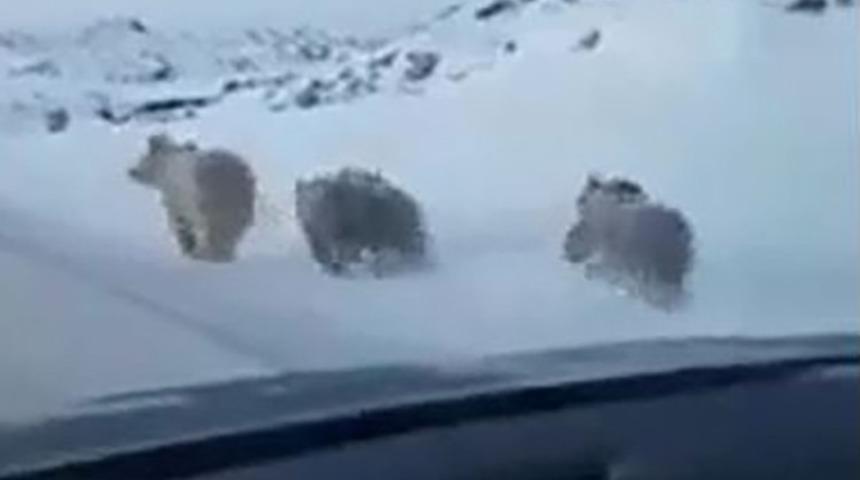 Van'ın Çaldıran ilçesinde yiyecek arayan ayılar karayoluna indi