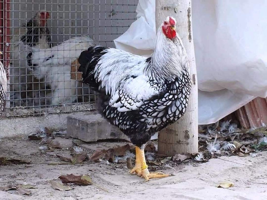 Yumurtası 40 TL, kendisi 2 bin TL