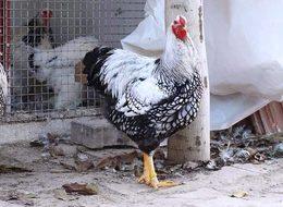 Yumurtası 40 TL, kendisi 2 bin TL