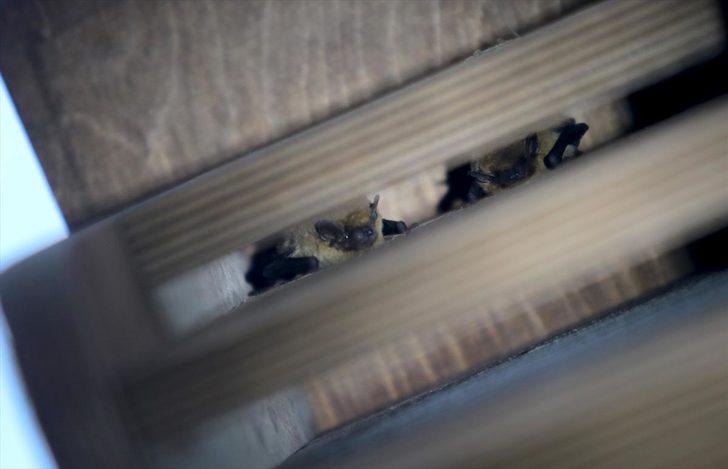 Ormanlar yarasalarla korunacak  G1