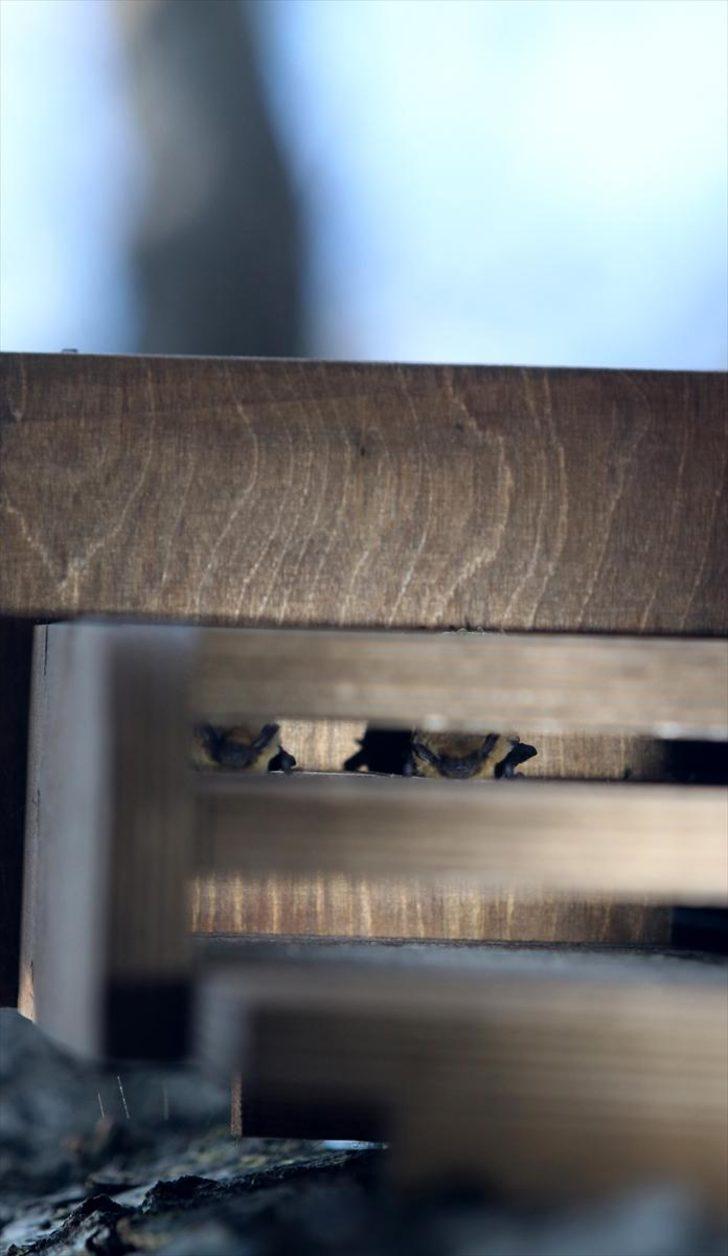 Ormanlar yarasalarla korunacak  G2