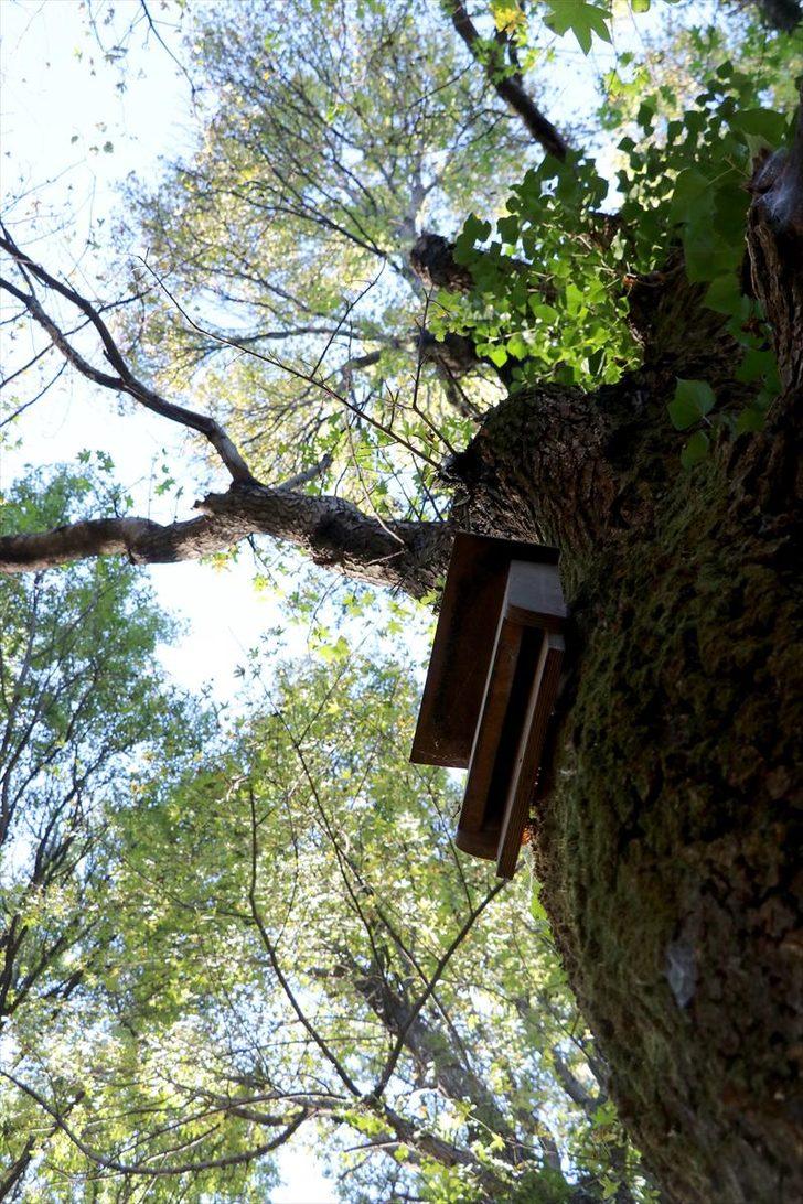 Ormanlar yarasalarla korunacak  G3