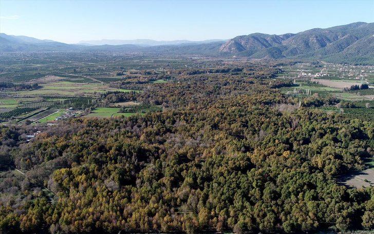 Ormanlar yarasalarla korunacak  G4