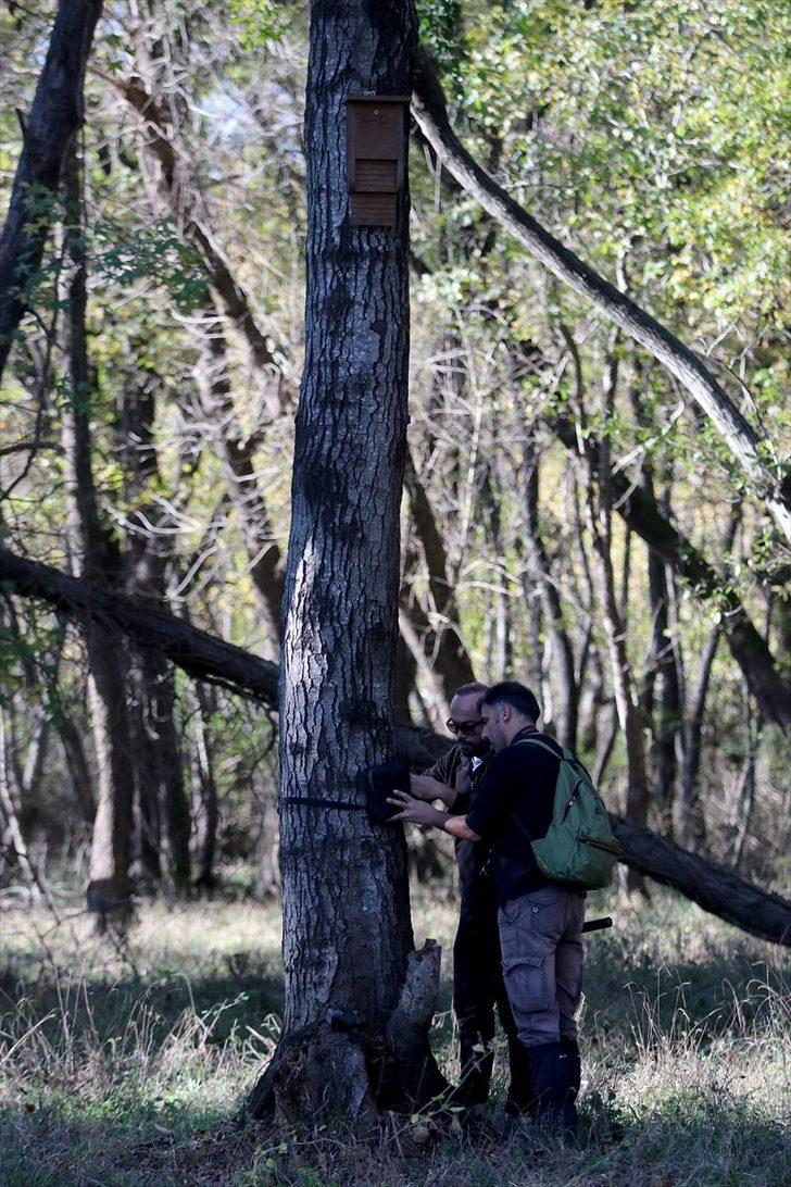 Ormanlar yarasalarla korunacak  G5