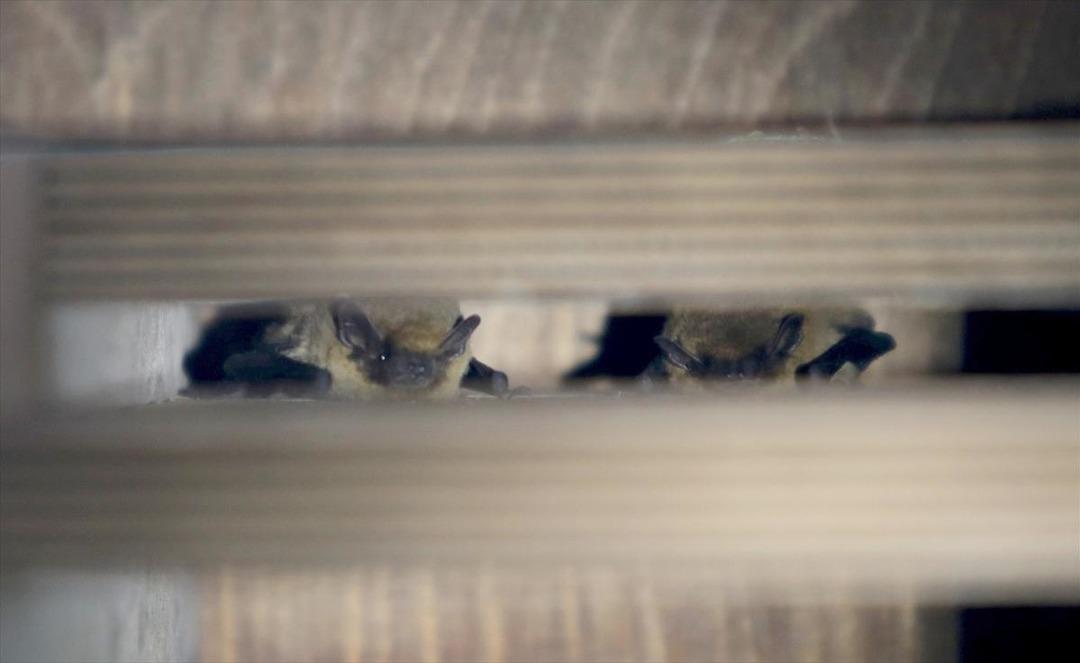 Ormanlar yarasalarla korunacak 