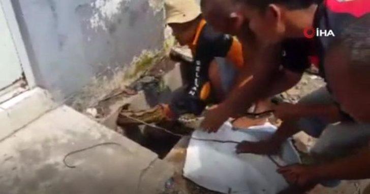 Dev piton evin borusuna gizlenmiş! G1