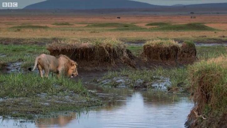 Sırtlanların arasında kaldı! Aslanın yardımına bakın kim yetişti? G1