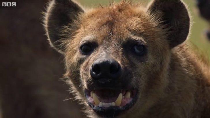 Sırtlanların arasında kaldı! Aslanın yardımına bakın kim yetişti? G3