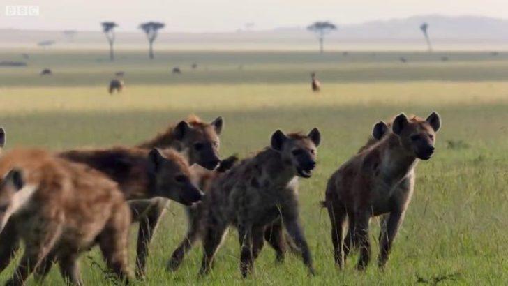 Sırtlanların arasında kaldı! Aslanın yardımına bakın kim yetişti? G4