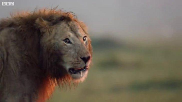 Sırtlanların arasında kaldı! Aslanın yardımına bakın kim yetişti? G5