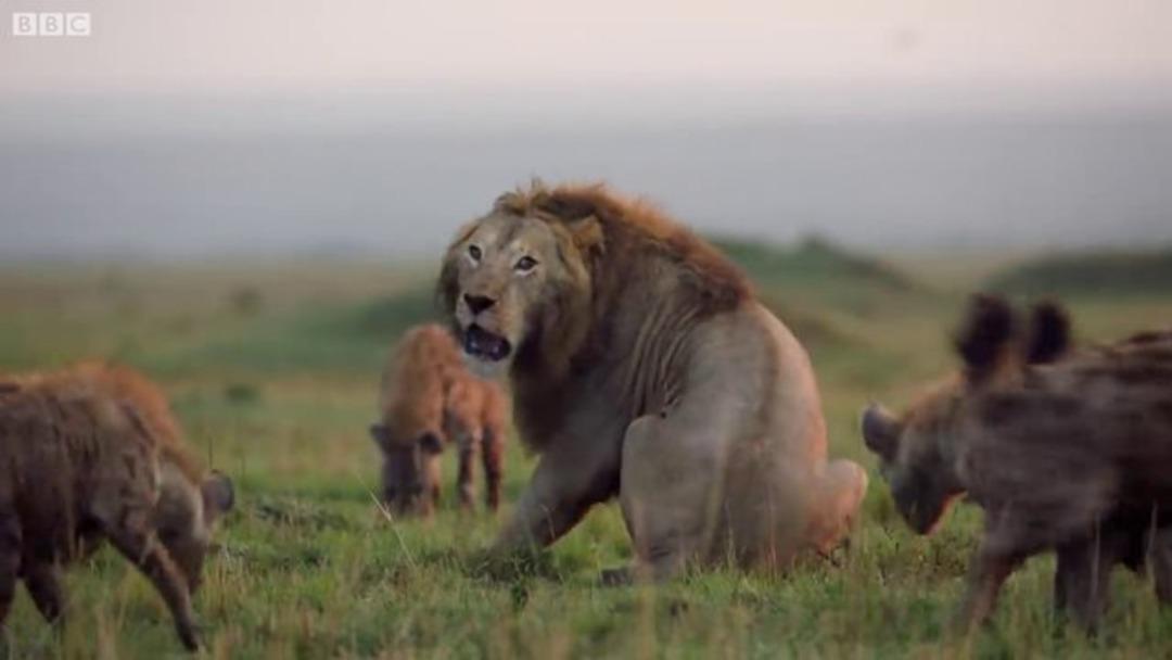 Sırtlanların arasında kaldı! Aslanın yardımına bakın kim yetişti?