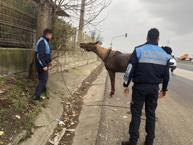 Yaralı ata ilk müdahaleyi belediye ekipleri yaptı