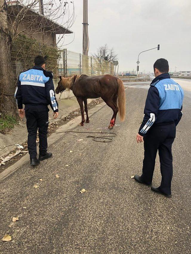 Yaralı ata ilk müdahaleyi belediye ekipleri yaptı